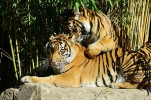 Shiv Sena UBT Crisis | Operation Tiger |  ठाकरेंची साथ का सोडली? | Marathi News