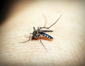 Sri Lanka Deploys Troops to Combat Surge in Dengue Cases