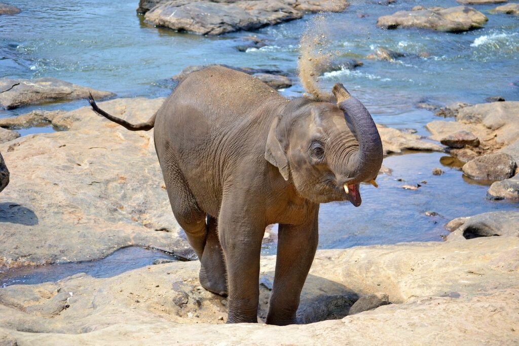 baby elephant, elephants, bath, sun bath, river bath, river, maha oya river, sri lanka, pinnawala, ceylon, elephant orphanage, brown river, baby elephant, baby elephant, baby elephant, sri lanka, sri lanka, sri lanka, sri lanka, sri lanka