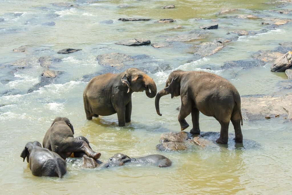 sri lankan elephant, elephant, asian, wildlife, endangered, nature, animal, mammal, sri lanka, swimming, bathing, playing
