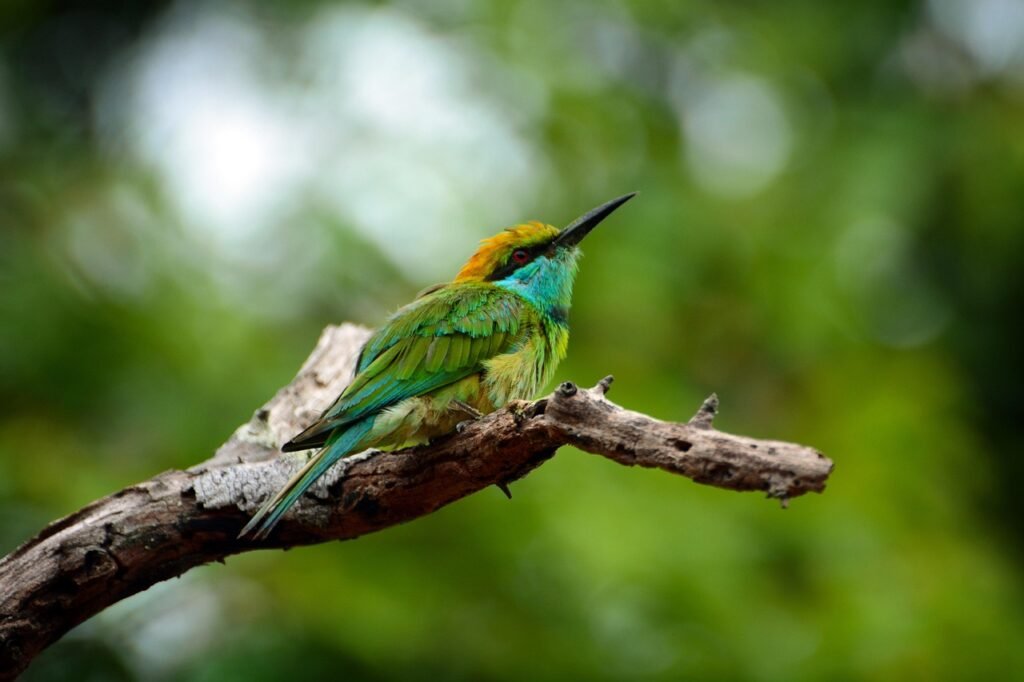 animals, birds, nature, sri lanka