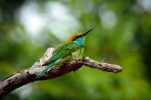 Sri Lanka Crowned World’s Best Island by Big 7 Travel