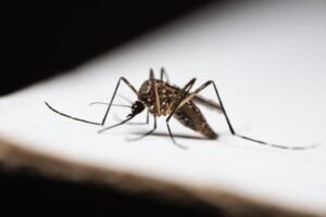 Sri Lanka Grapples with Decade’s Worst Dengue Outbreak
