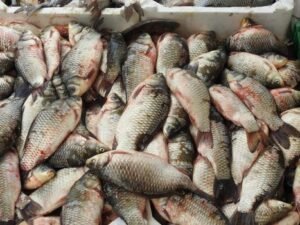Sri Lankan Father and Son Rescued After 29 Days Adrift on Raw Fish Off Bangladesh Coast