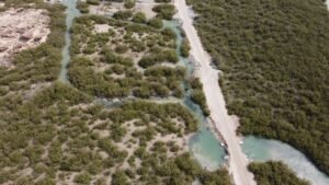 Muthurajawela’s Mangrove Reforestation Efforts Under Scrutiny