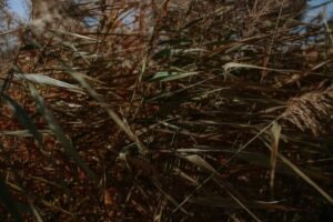 Sri Lanka’s Meteorology Department issues strong winds advisory for coasts