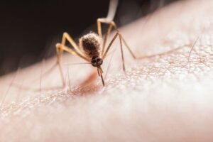 Dengue in Sri Lanka: National Control Unit Reports Current Status as of February 7, 2026