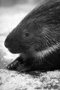 Rescued Porcupine Forms Unlikely Bond with Sri Lankan Girl