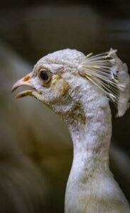 July 4 Highlights: A Stunning White Peacock and Festivities from Colombo to the US