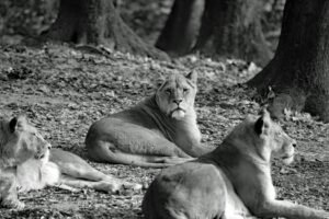 Sri Lanka Hosts Asia-Pacific Golf Confederation’s Future Lions Event