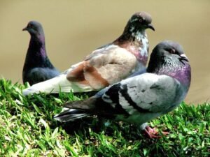 Pigeon Smuggling Operation to Sri Lanka Thwarted at Sea, Two Arrested