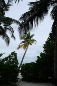 Indian Ocean Destinations Collaborate to Promote Fushifaru Maldives’ Barefoot Luxury Retreat