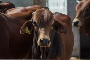 Sri Lanka’s National Livestock Policy Leverages Private Sector Support
