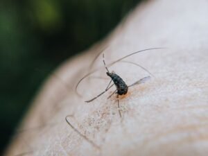 Sri Lanka Faces Severe Dengue Crisis, Worst Outbreak in Nearly Ten Years