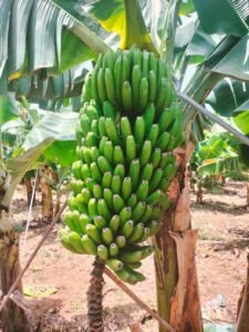 From LifeHacks site: Nano Banana 2 Is Coming to Google Earth