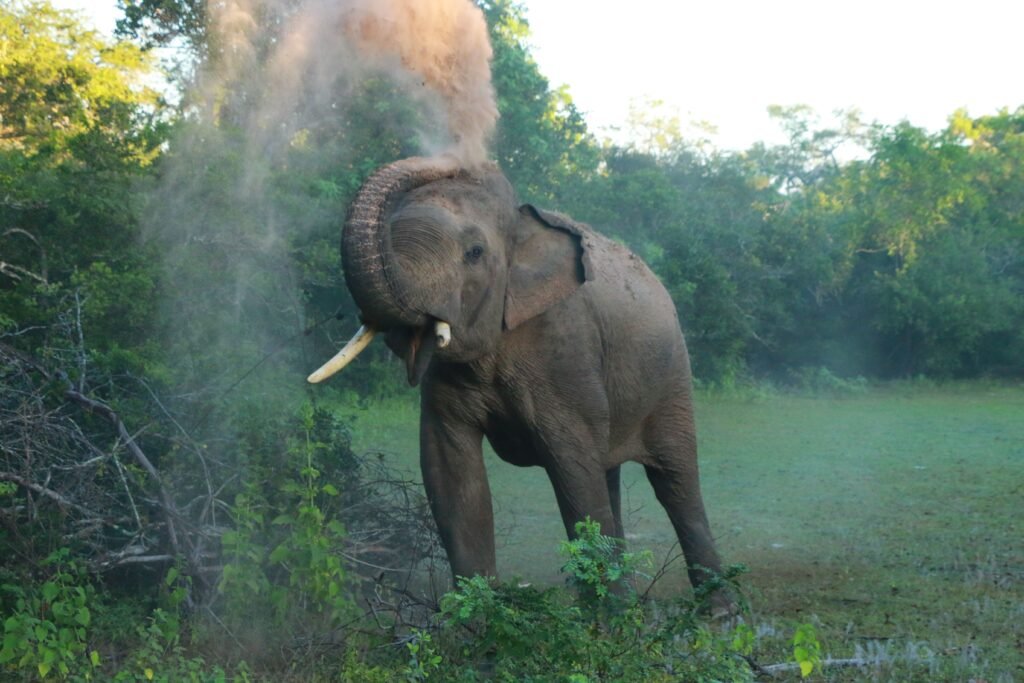 Asian elephant enjoying a dust bath in the wilds of Kataragama, Sri Lanka.