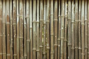 China to Aid Sri Lanka’s Bamboo Bio-Fence Project Against Elephant Conflicts