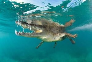 Surfers Flee Sri Lanka Waves as Crocodile Crashes Lineup