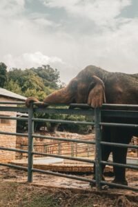 Central Sri Lanka Wildlife Park: A Sanctuary for Elephants