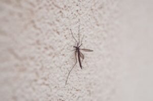 Dengue Cases in Sri Lanka Exceed 90,000 Amid Rising Infections