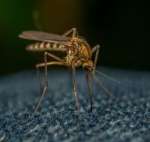 Dengue Cases Surge Past 90,000 as Sri Lanka Faces Health Crisis
