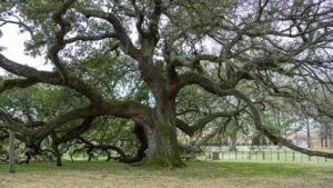 Living in SRI LANKA | Why Millions Still Kneel Before an Ancient Tree