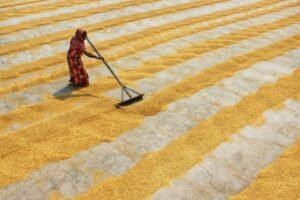 Government Launches Interest-Free Paddy Procurement Scheme Amid Legacy Debt Issues