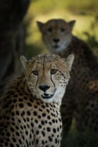 From LifeHacks site: Five Hacks Every Amazfit Cheetah 2 Pro User Should Know