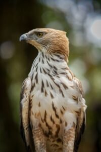 From LifeHacks site: If You Loved ‘The Hawk,’ There’s One Movie You Need to Watch Next