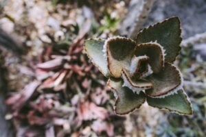 Lost for 170 Years, Rare Plant Species Rediscovered in Sri Lanka
