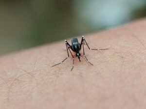 Sri Lanka Sets Priorities for Dengue Preparedness in WHO National Review