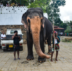 Rhythms of Fire, Light, and Sacred Soil: Across Sri Lanka’s Living Festival Calendar