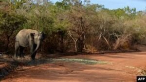 Severe Drought in Sri Lanka Triggers Escalating Threat of Wildlife Poisoning