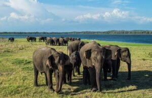 Official Statement Reveals 30 Percent of Sri Lanka’s Elephants Suffer From Deafness
