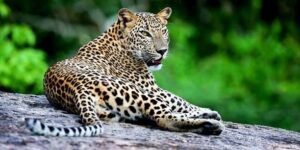 Sri Lanka’s Long-Delayed Animal Welfare Bill Stuck at the Crossroads of Tradition and Politics
