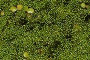 Sri Lankan Duckweed Emerges as a Superfood Rich in Protein and Antidiabetic Compounds