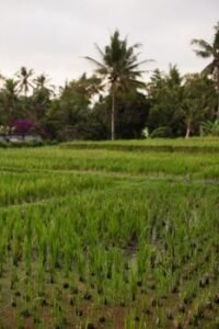 Government Approves Additional Rs. 2.5 Billion for Paddy Purchases