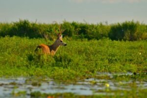 Sri Lanka Up Close – The Wildlife Hidden in the Mountains