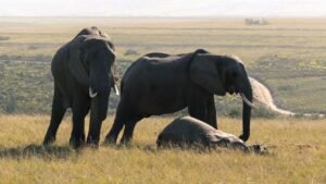 Wild elephant attack causes bus overturn, injuring ten passengers