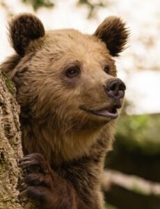 From LifeHacks site: If You Loved ‘The Bear,’ There’s One Movie You Need to Watch Next