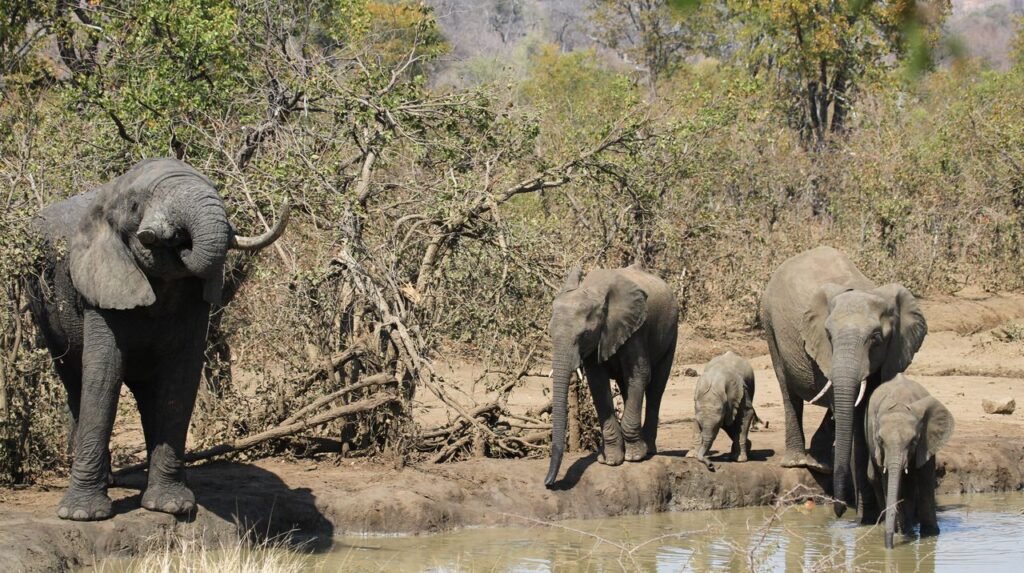 A family of African elephants (Loxodonta africana) gathers at a watering hole in their natural habitat.