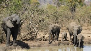Sri Lanka launches tech initiative to prevent elephant-train collisions