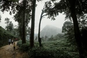 Discover Sri Lanka’s Central Highlands on the Historic Pekoe Trail