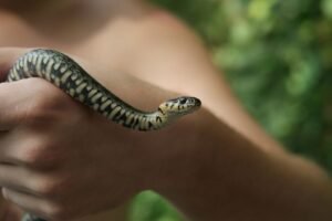 Sri Lanka Selected to Host Inaugural World Congress on Snakes in 2026