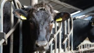 Sri Lankan Activists Stage Protest Against New Zealand Dairy Giant Over Market Dominance