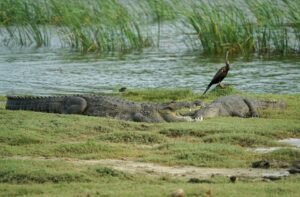 Sri Lanka Targets Middle Eastern Market with Wellness and Wildlife Tourism Push