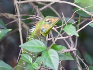 Inspiring the Next Generation: How Dr. Anslem de Silva Is Shaping Sri Lanka’s Young Herpetologists