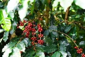 Australia’s MDF Partners with Kahawatte Plantations to Elevate Sri Lanka’s Specialty Coffee Industry