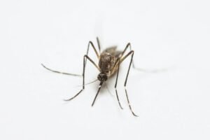 Sri Lanka Launches Special Dengue Control Week Across 62 High-Risk Areas