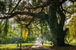 University of Peradeniya Retains Top Spot in Sri Lanka in 2026 UI GreenMetric Rankings